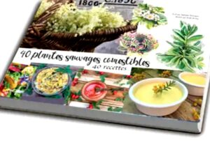 plantes sauvages comestibles