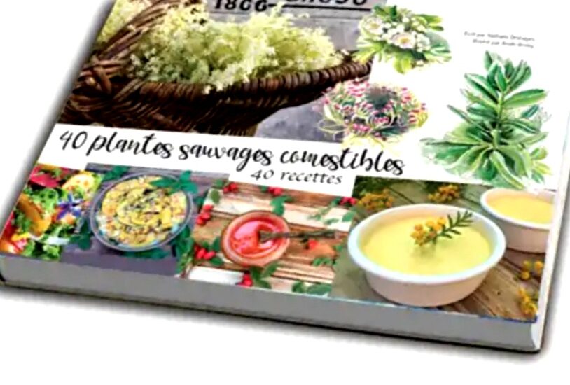 plantes sauvages comestibles