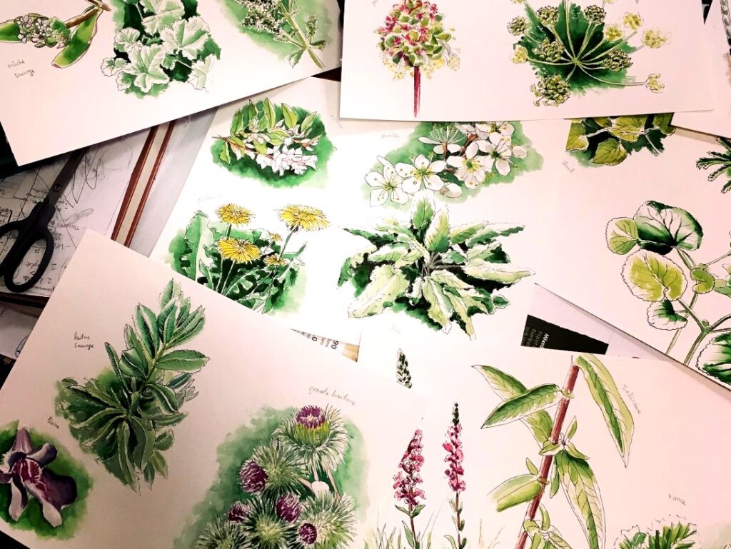 Illustration de plantes sauvages comestibles
